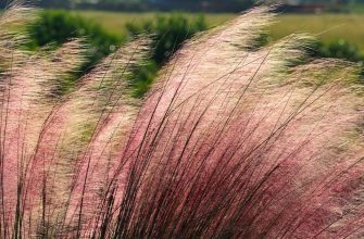 Decorative grasses