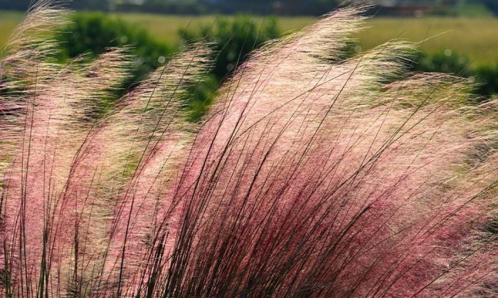 Decorative grasses