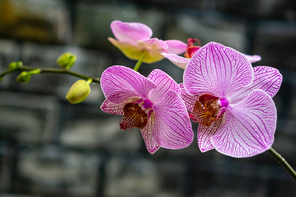 Orchids