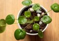 Pilea peperomiodes