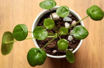 Pilea peperomiodes