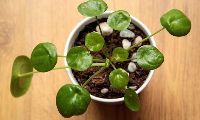 Pilea peperomiodes