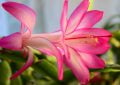 Christmas cactus