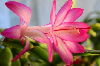 Christmas cactus