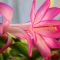 Christmas cactus