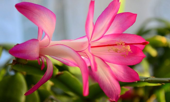 Christmas cactus