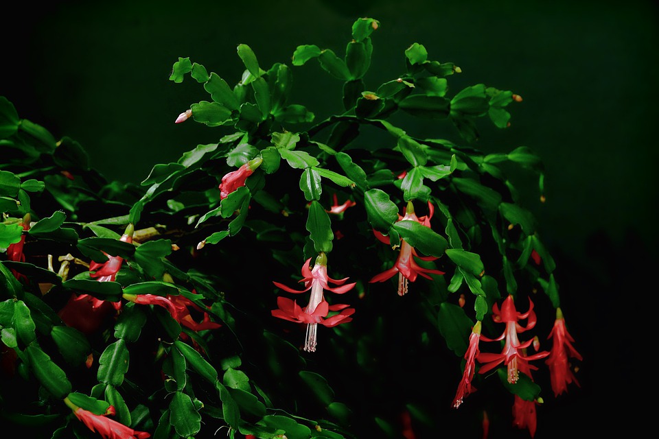 Christmas cactus 