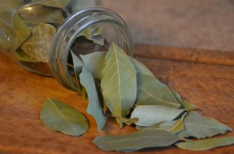 Bay leaf