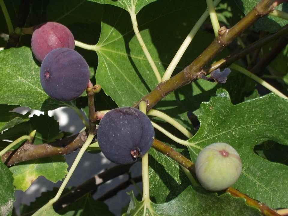 Figs