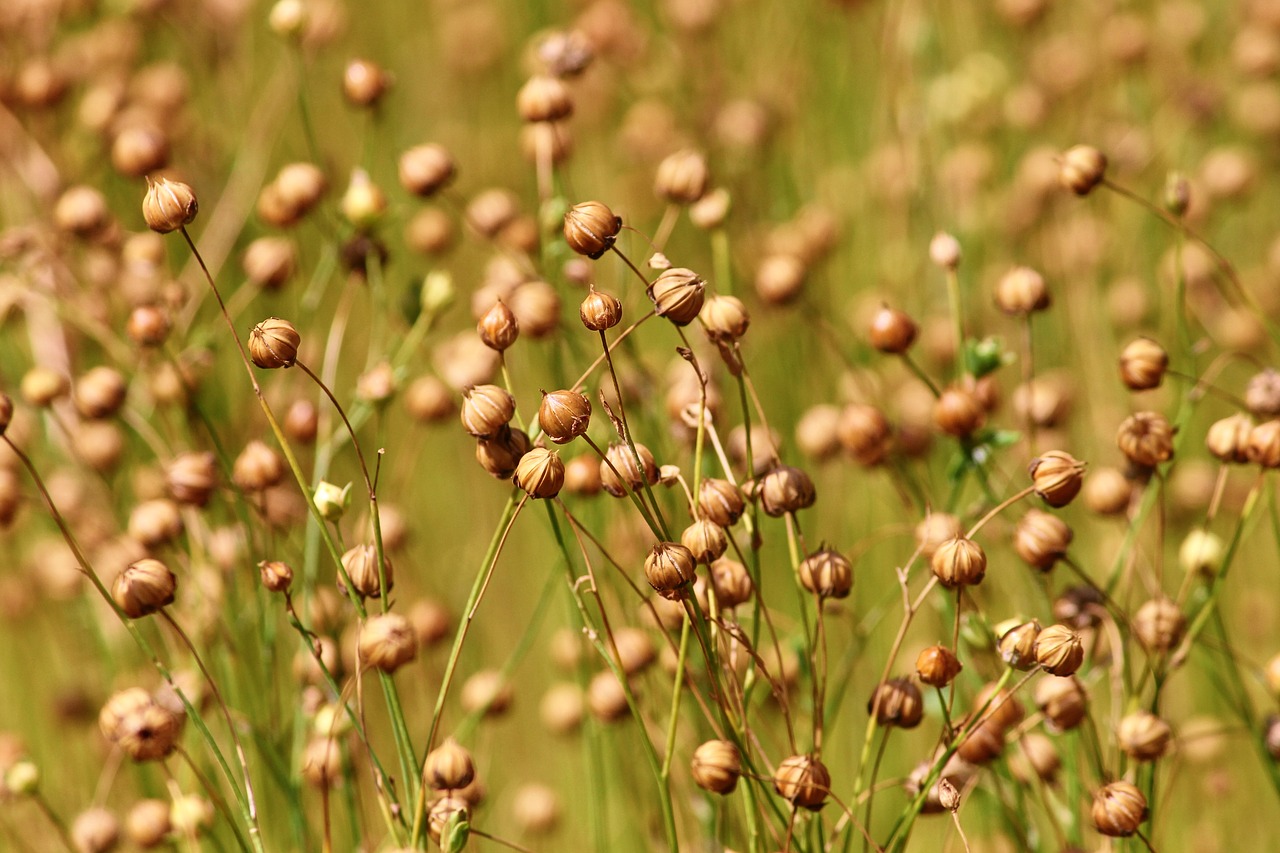 Flax seeds 