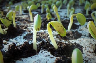 Seeds