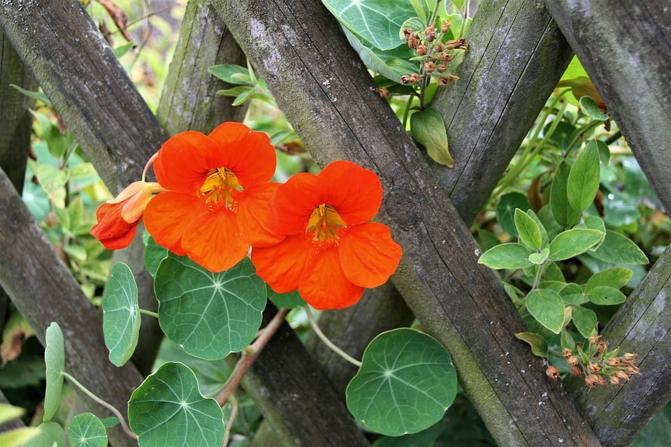 Indian cress 