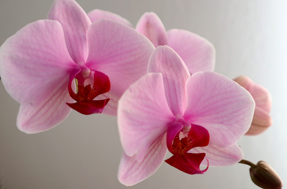 Orchids