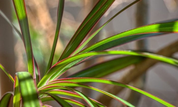 Dracaena