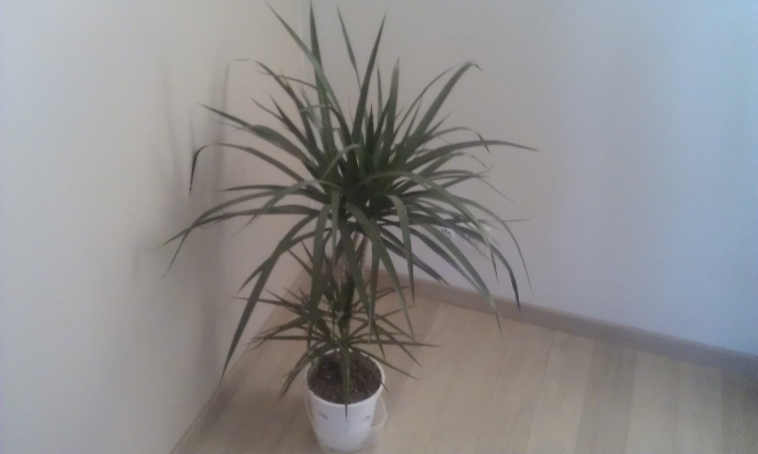 Dracaena