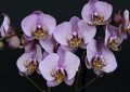 Orchids