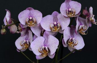 Orchids