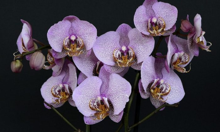 Orchids