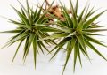 Tillandsia