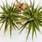 Tillandsia