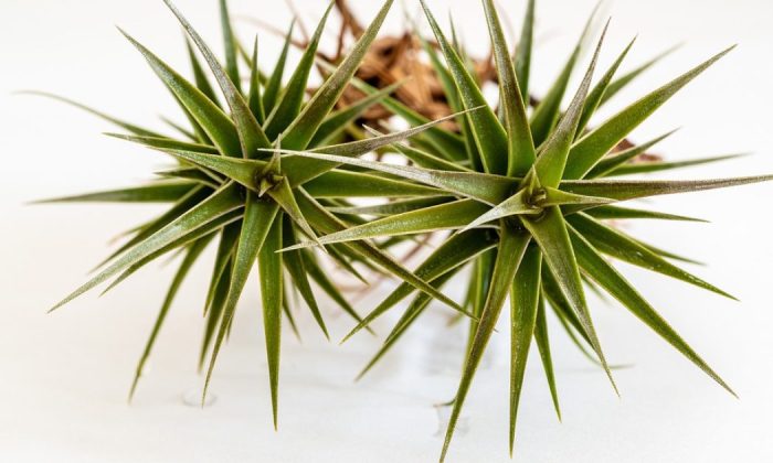 Tillandsia