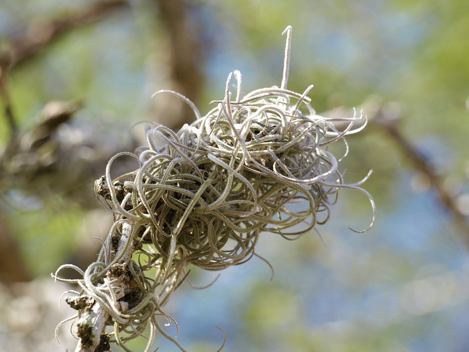 Tillandsia 