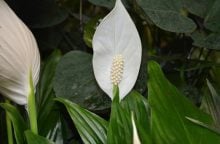 Peace lily