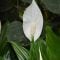 Peace lily