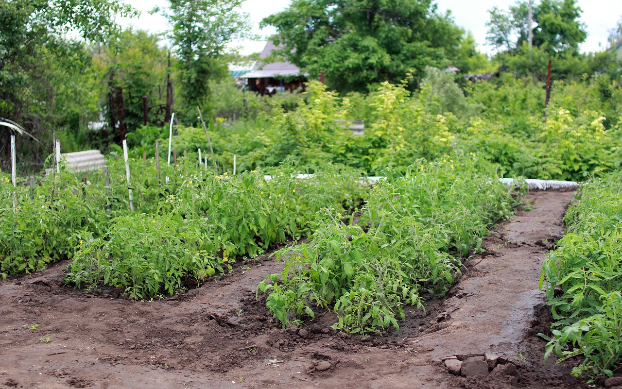 Tomatoes