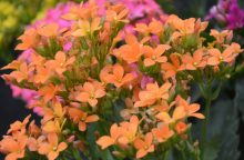 Christmas kalanchoe