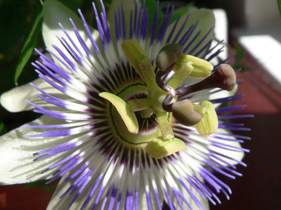 Passion flower