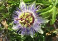 Passion flower