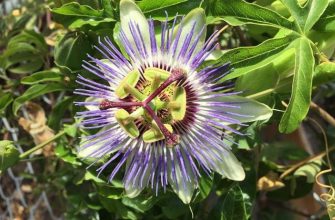 Passion flower