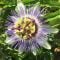 Passion flower