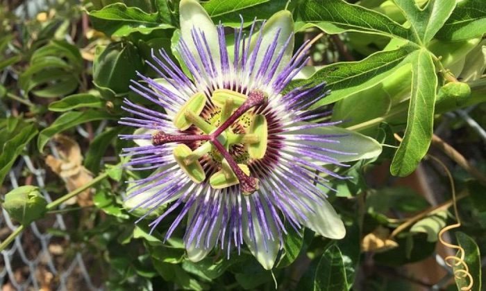 Passion flower